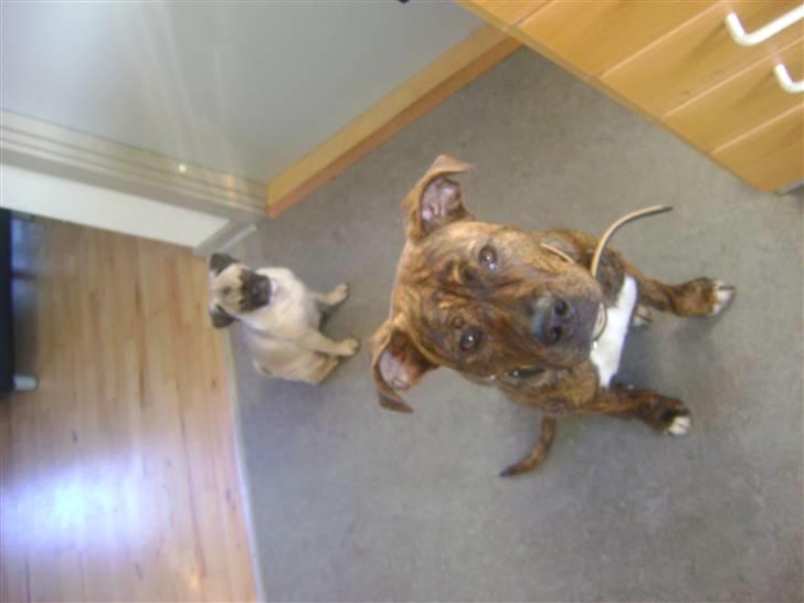 Blanding af racer Chico billede 2