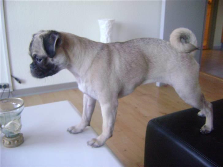 Blanding af racer Chico - Håber ikke mor og far ser jeg står på bordet :-O billede 3