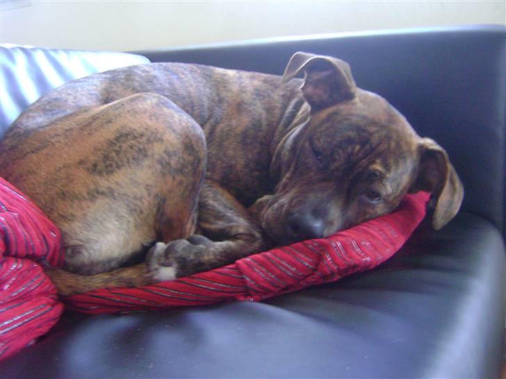 Amerikansk staffordshire terrier Akeela - SAVN :'( billede 1