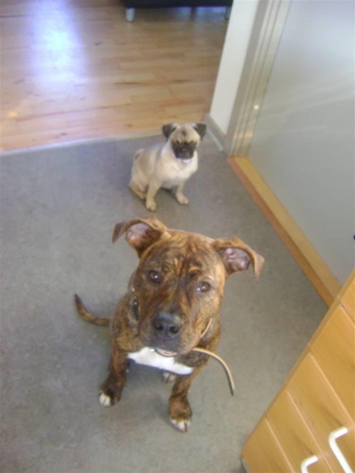 Amerikansk staffordshire terrier Akeela - SAVN :'( billede 2