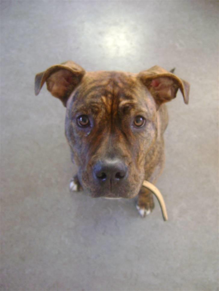 Amerikansk staffordshire terrier Akeela - SAVN :'( billede 3