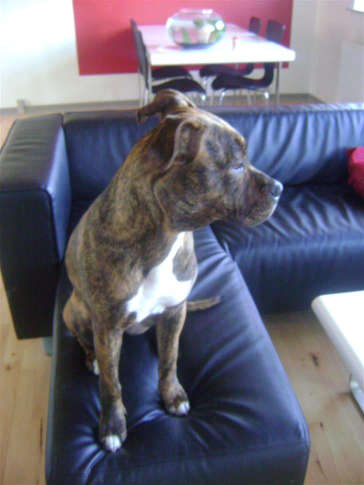 Amerikansk staffordshire terrier Akeela - SAVN :'( billede 4