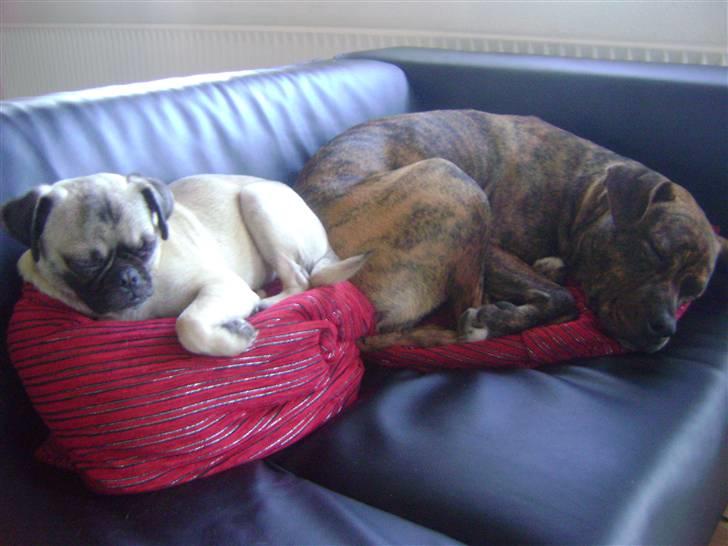 Amerikansk staffordshire terrier Akeela - SAVN :'( - Det her er råhygge .. billede 5