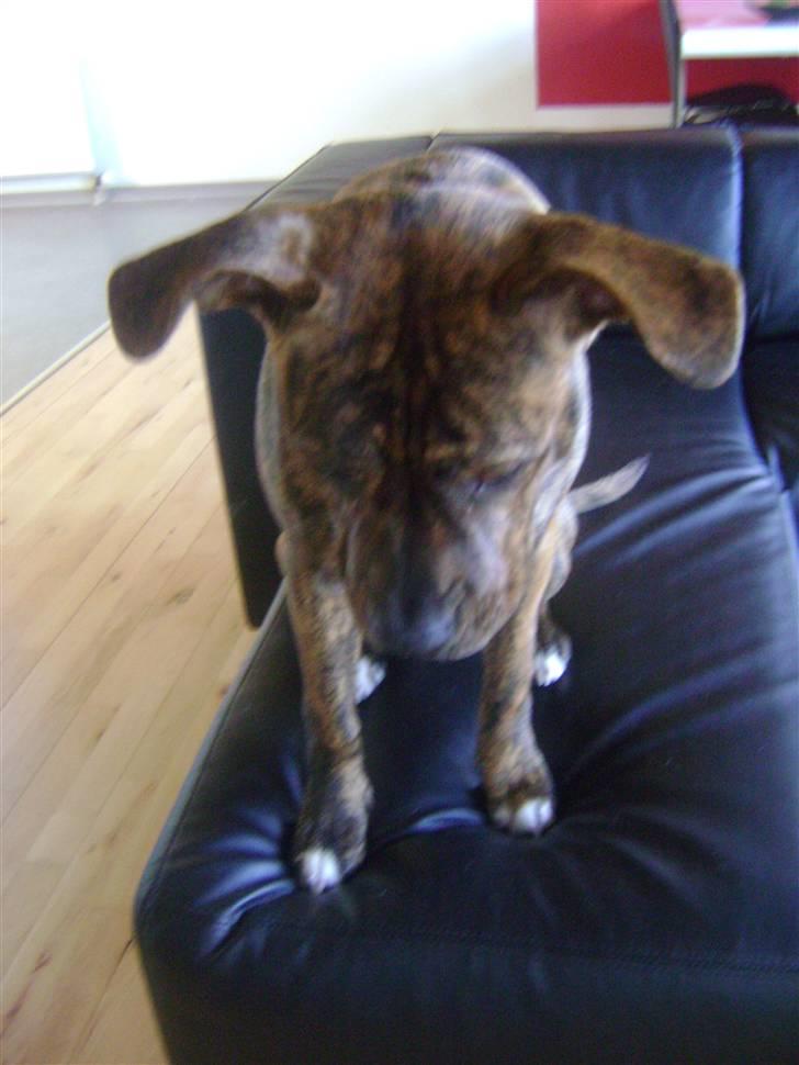 Amerikansk staffordshire terrier Akeela - SAVN :'( - Mon jeg kan flyve med så store ører? :-D billede 6