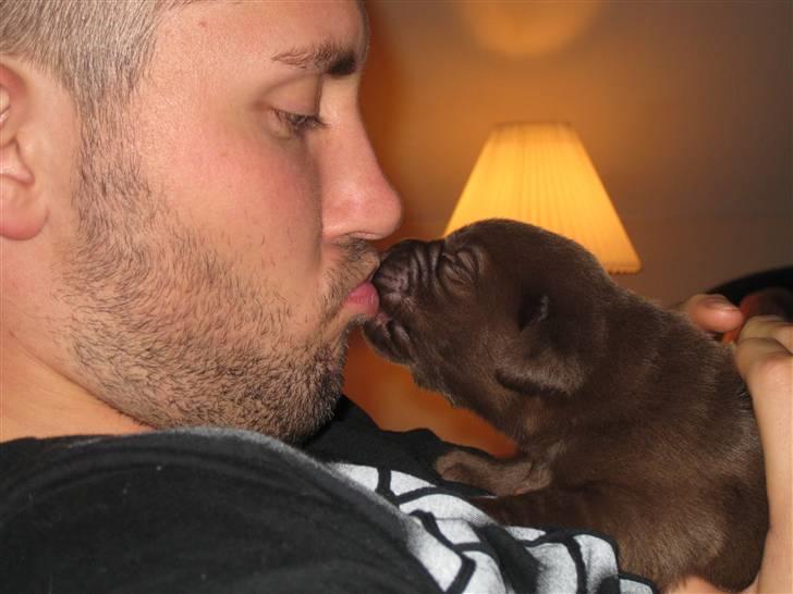 Labrador retriever Cookie - 10 dage gammel og kysse syg billede 6