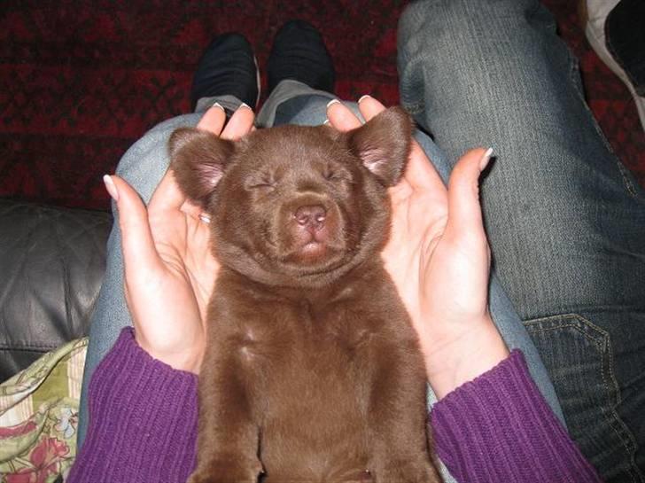 Labrador retriever Cookie - Den lille brune bamse billede 7