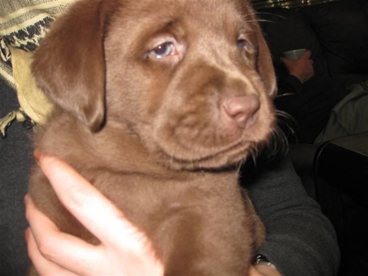 Labrador retriever Cookie billede 8