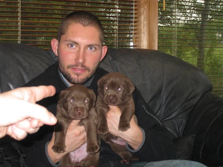 Labrador retriever Cookie - Det er mig til højre, er jeg ikke lækker? billede 9