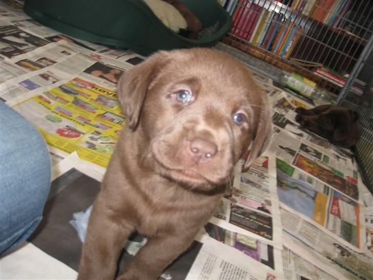 Labrador retriever Cookie billede 10