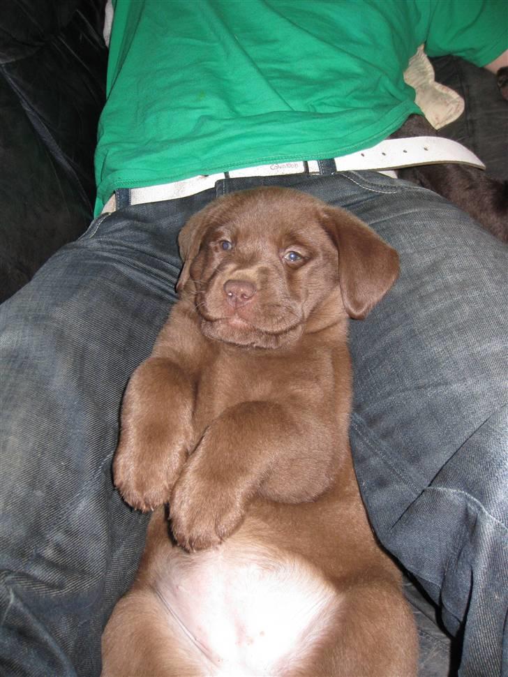 Labrador retriever Cookie - Her ligger man da skønt billede 11