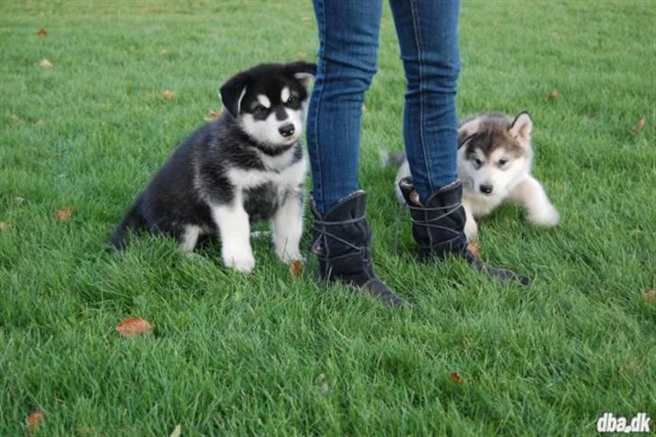 Alaskan malamute kiara. - billederne er tage der ude hvor jeg har købt hende kommer flere sener billede 1