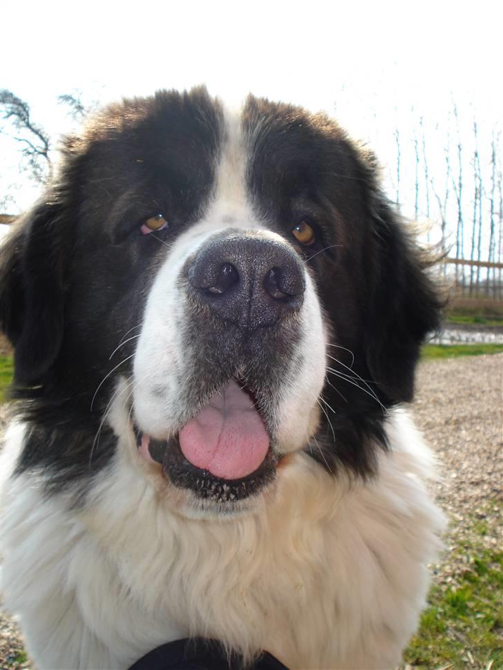 Sankt bernhardshund Basse R.I.P. billede 1