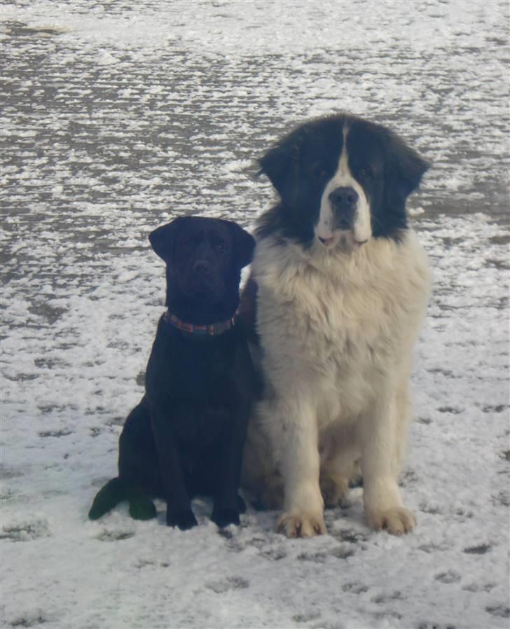 Sankt bernhardshund Basse R.I.P. billede 2