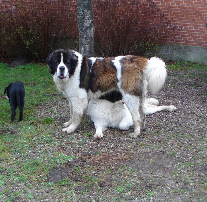 Sankt bernhardshund Basse R.I.P. billede 3