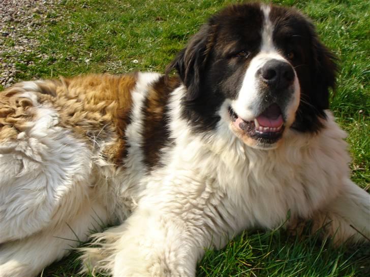 Sankt bernhardshund Basse R.I.P. billede 4