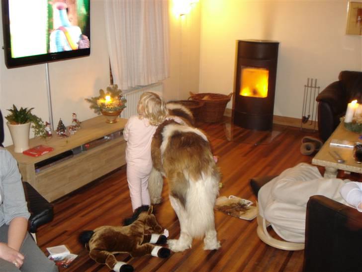 Sankt bernhardshund Basse R.I.P. billede 5