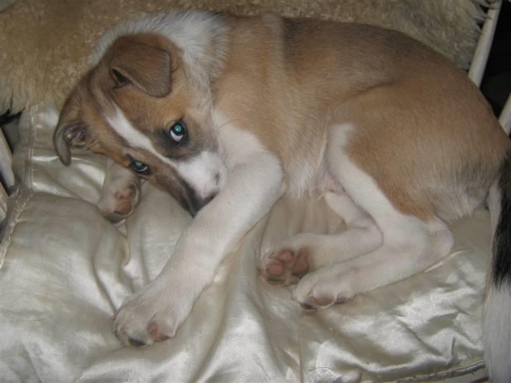 Blanding af racer Gismo billede 1