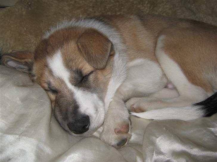 Blanding af racer Gismo billede 2