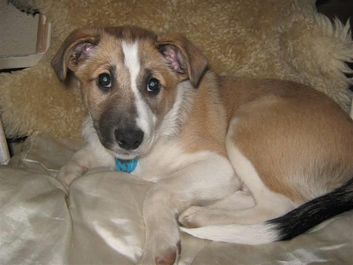 Blanding af racer Gismo billede 3