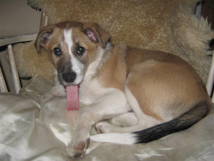 Blanding af racer Gismo billede 4