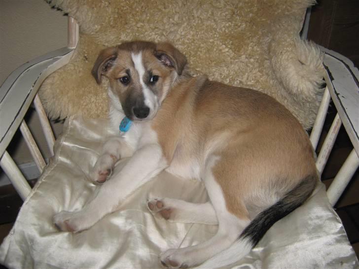 Blanding af racer Gismo billede 5