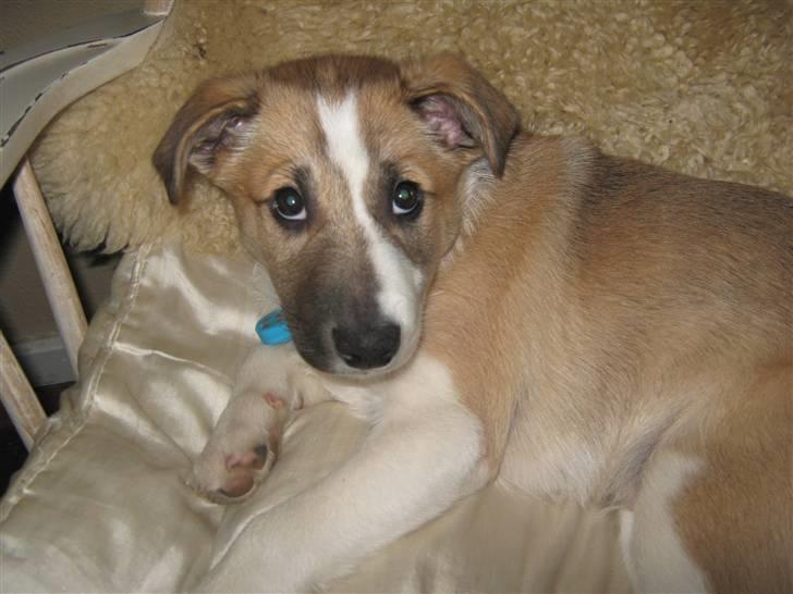 Blanding af racer Gismo billede 6