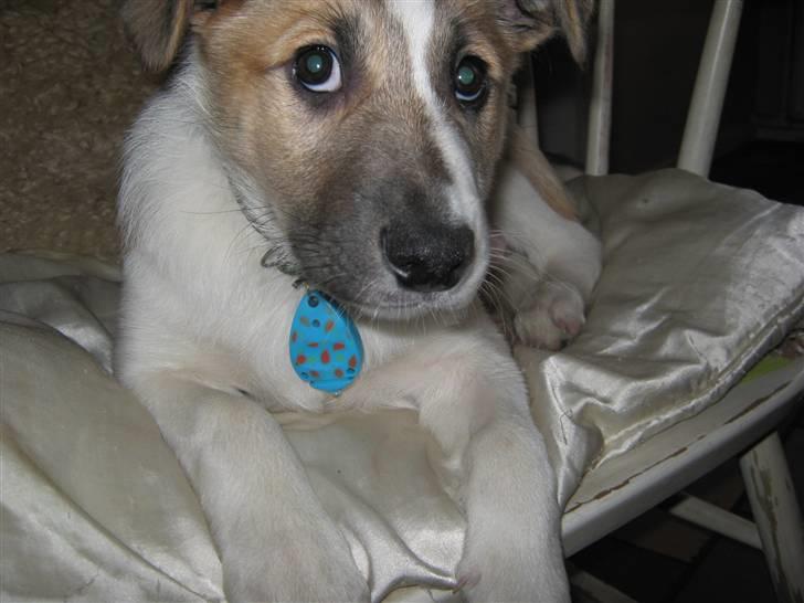 Blanding af racer Gismo billede 7