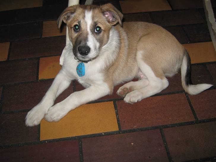 Blanding af racer Gismo billede 8