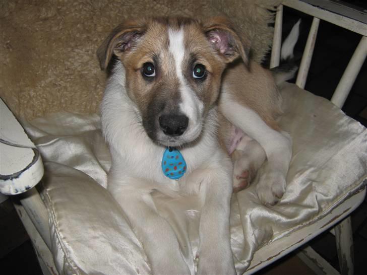 Blanding af racer Gismo billede 9