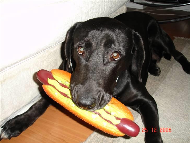 Labrador retriever Sascha - ked af den ik er ægte billede 1