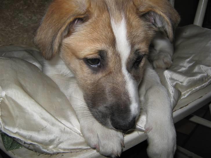 Blanding af racer Gismo billede 10