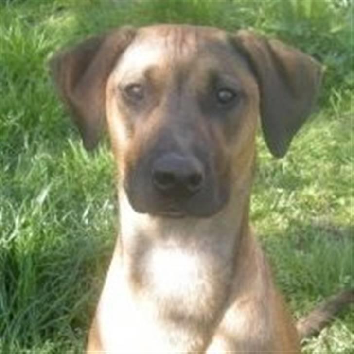 Blanding af racer Freja - min smukke hund<3 billede 1