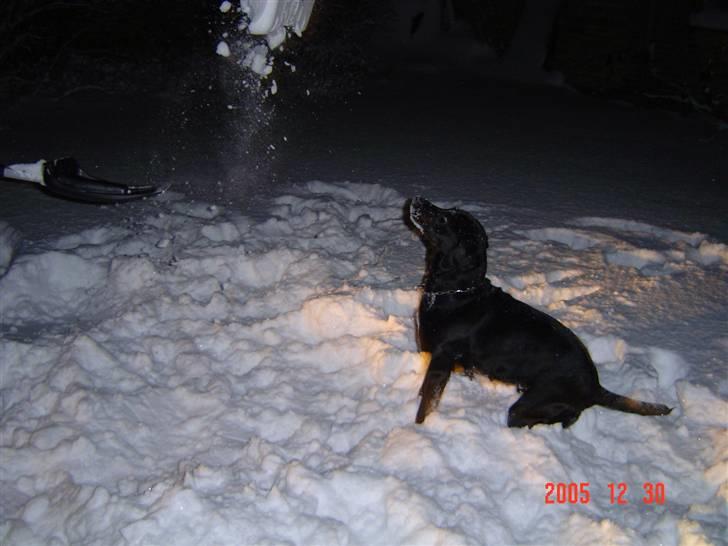 Labrador retriever Sascha - Sne er det bedste billede 9