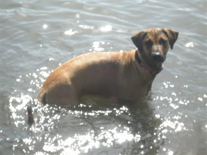 Blanding af racer Freja - min hund elsker vand.. :) billede 2