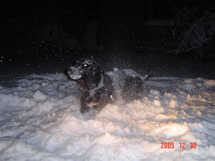 Labrador retriever Sascha - Sne er det bedste billede 10