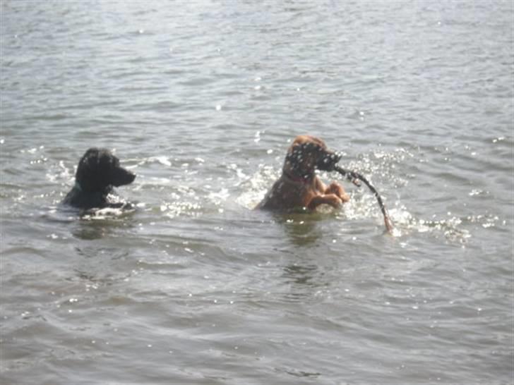 Blanding af racer Freja - Freja og Dumbo på en lille svømmetur...  billede 3