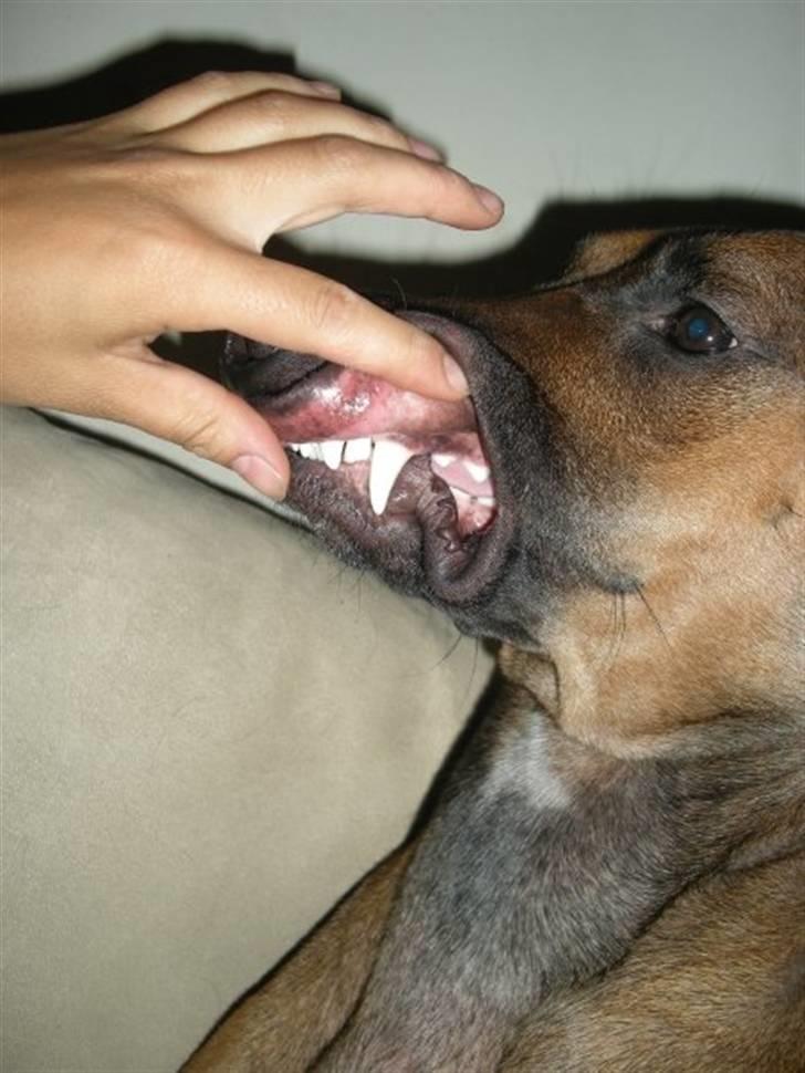 Blanding af racer Freja - gebisset billede 4