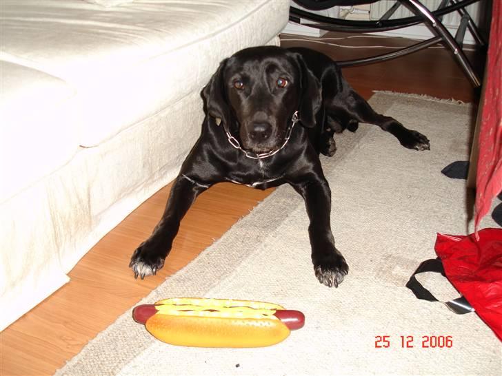 Labrador retriever Sascha - Øv stadig ik ægte billede 11