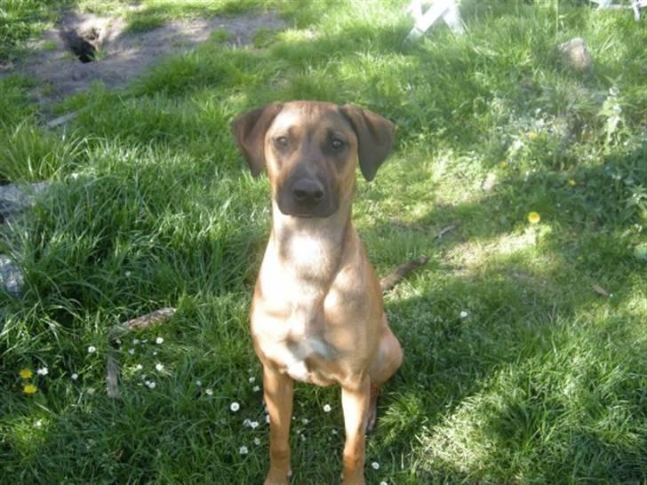 Blanding af racer Freja - den dejlige tøs billede 5