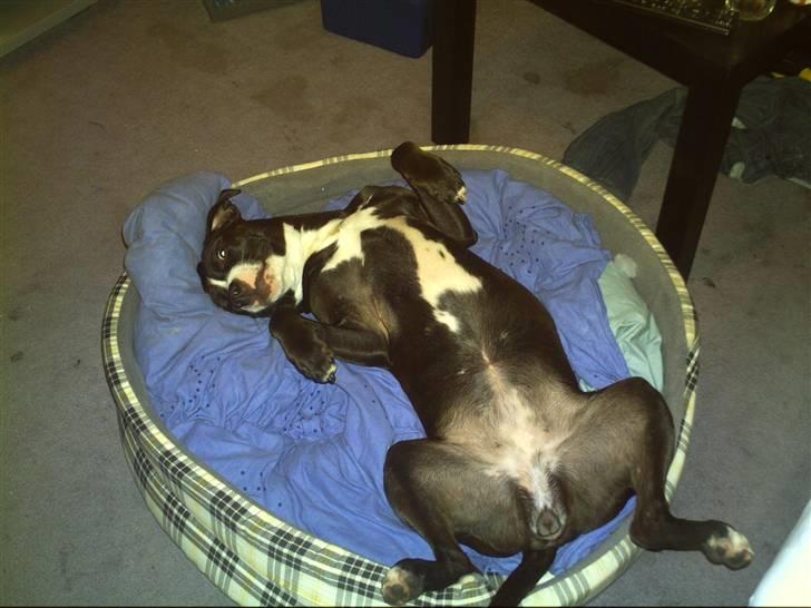 Amerikansk staffordshire terrier Camí billede 7