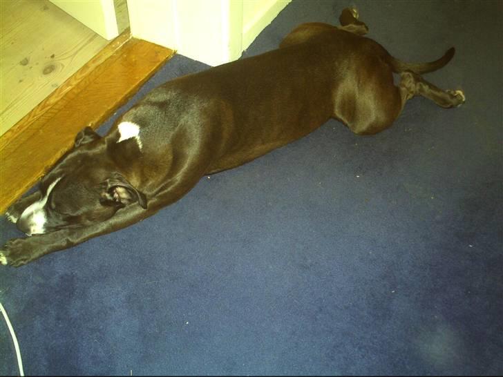 Amerikansk staffordshire terrier Camí billede 8