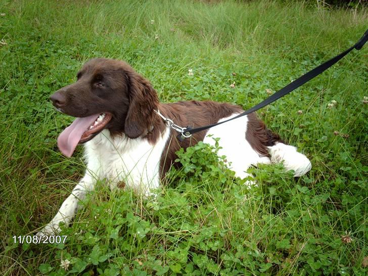 Kleiner münsterländer looses karlo - dårligt billede skynder mig at tage nogle nye  billede 1