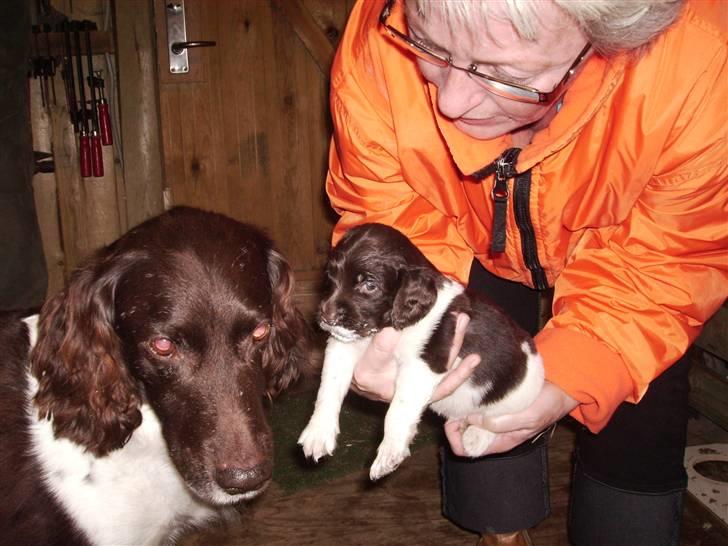 Kleiner münsterländer looses karlo - vores gamle hund ronny som skulle siger hej til søde karlo på ca 2 uger gammel billede 2