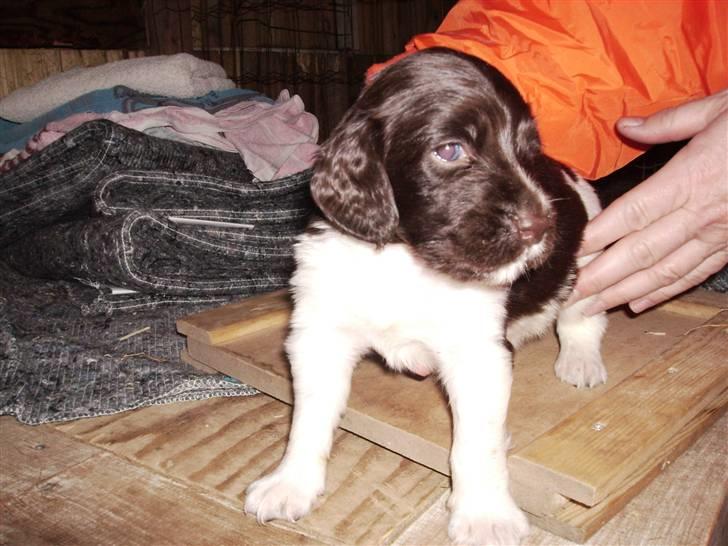 Kleiner münsterländer looses karlo - karlo ca 2 uger gammel billede 3