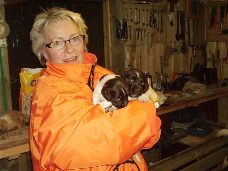 Kleiner münsterländer looses karlo - mor og baby karlo ca 2 uger gammal billede 4