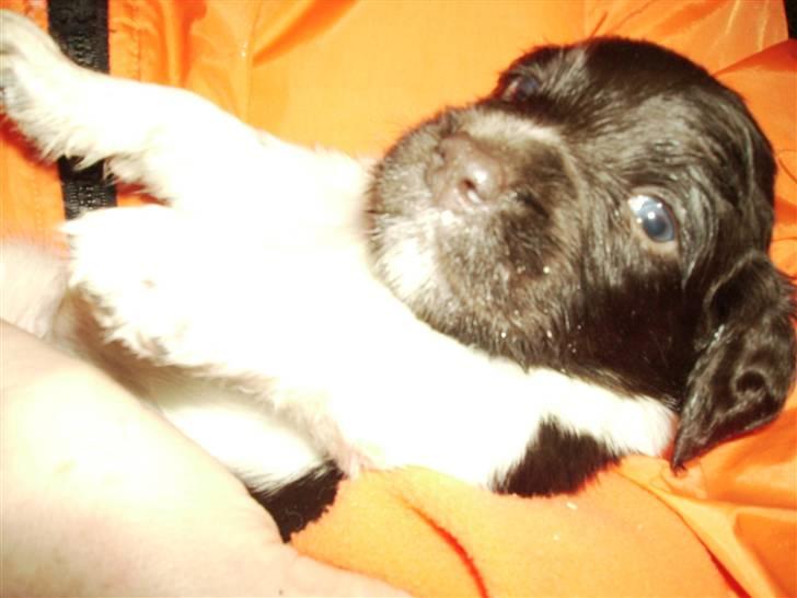 Kleiner münsterländer looses karlo - baby billede ca 2 uger gammel billede 5