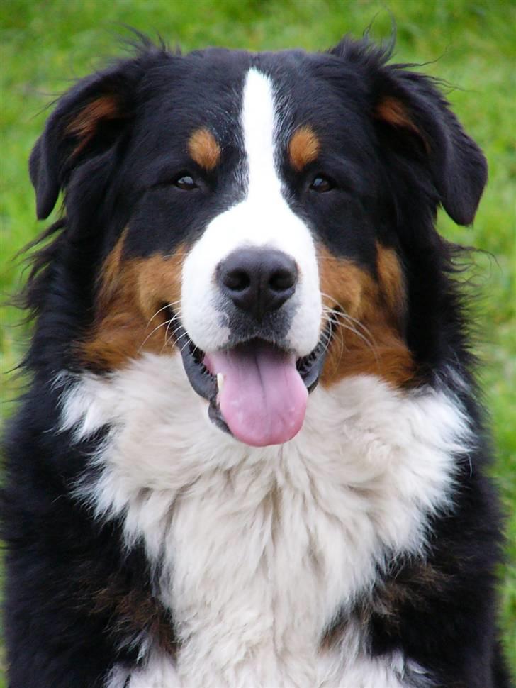 Berner sennenhund Balter (Har fået et nyt hjem) - Taget d.19 september 2008 billede 12