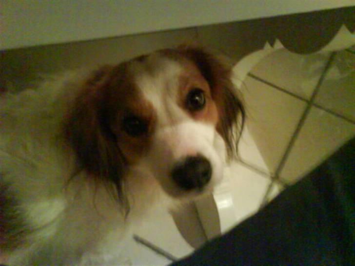 Kooikerhondje Robin billede 12