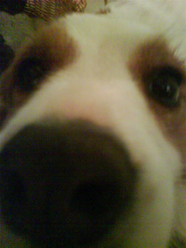 Kooikerhondje Robin billede 13