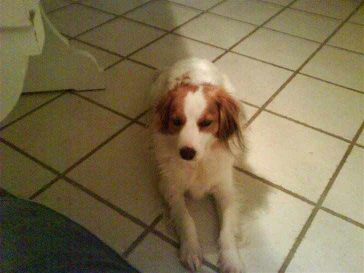 Kooikerhondje Robin billede 14